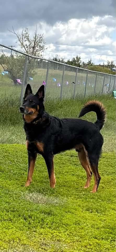 A dog exploring near Wascana Creek at Cathy Lauritsen Memorial Dog Park