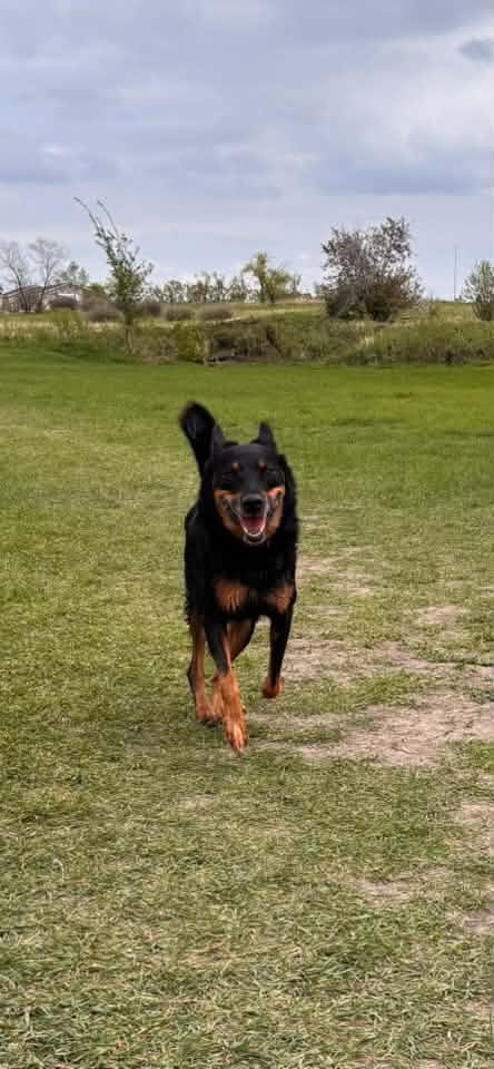 A familiar dog from the Cathy Lauritsen community