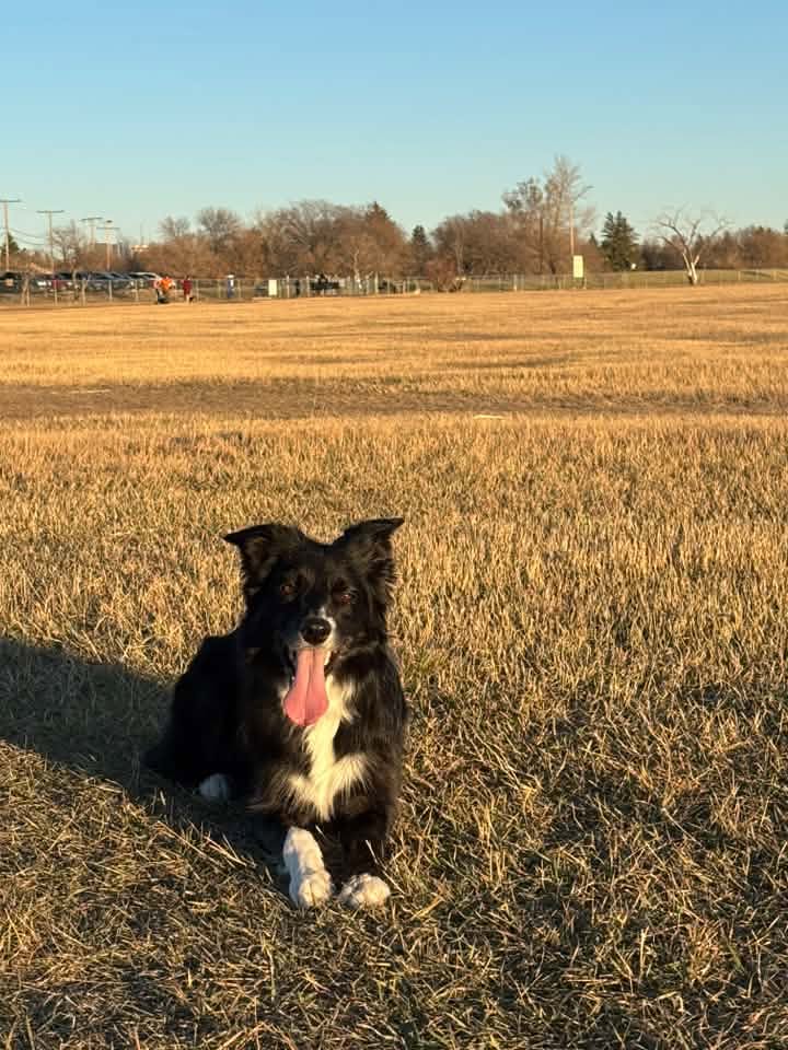 Park users and dogs at Cathy Lauritsen Memorial Dog Park