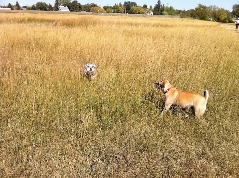 Park users and dogs at Cathy Lauritsen Memorial Dog Park