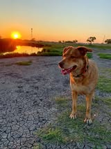 Park users and dogs at Cathy Lauritsen Memorial Dog Park