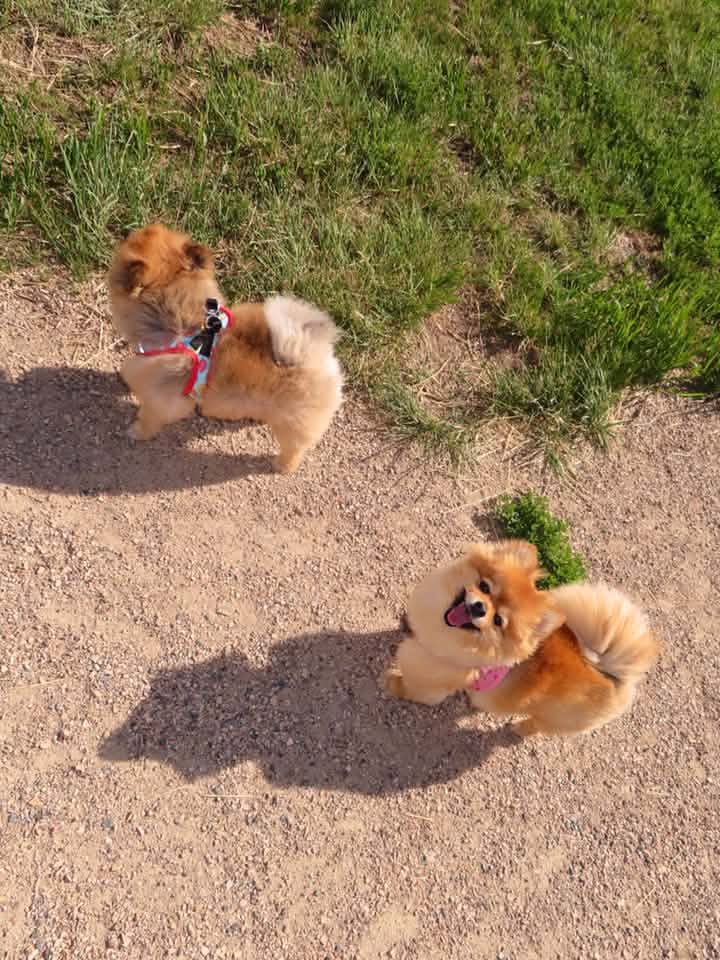 Park users and dogs at Cathy Lauritsen Memorial Dog Park