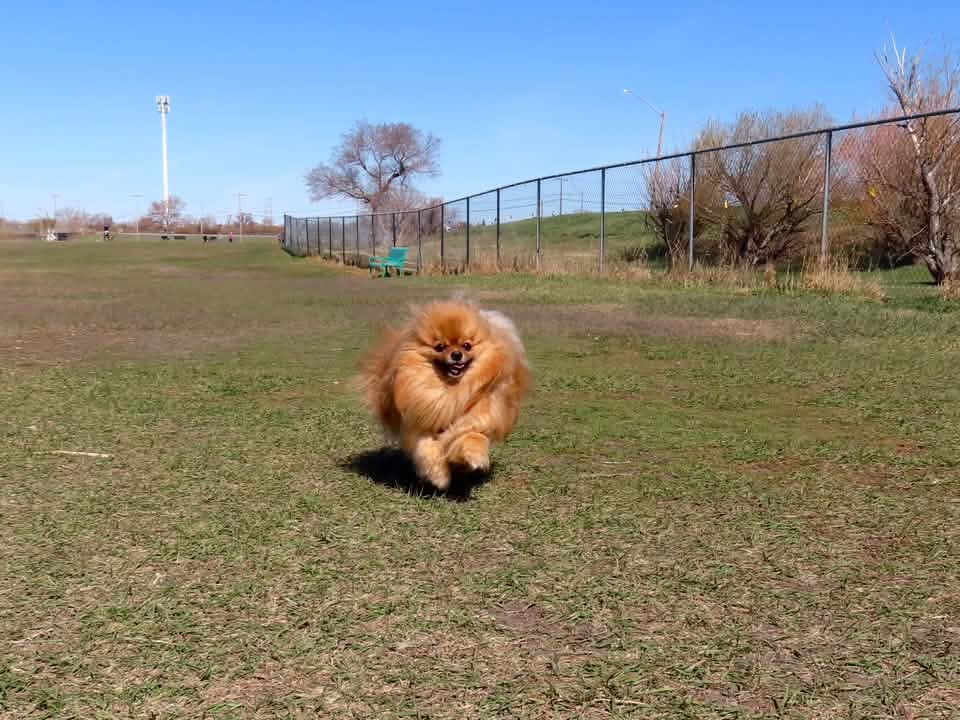 Park users and dogs at Cathy Lauritsen Memorial Dog Park