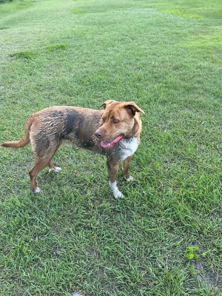 Park users and dogs at Cathy Lauritsen Memorial Dog Park