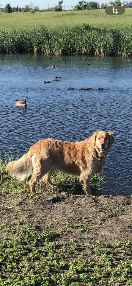 A dog enjoying Cathy Lauritsen Memorial Dog Park