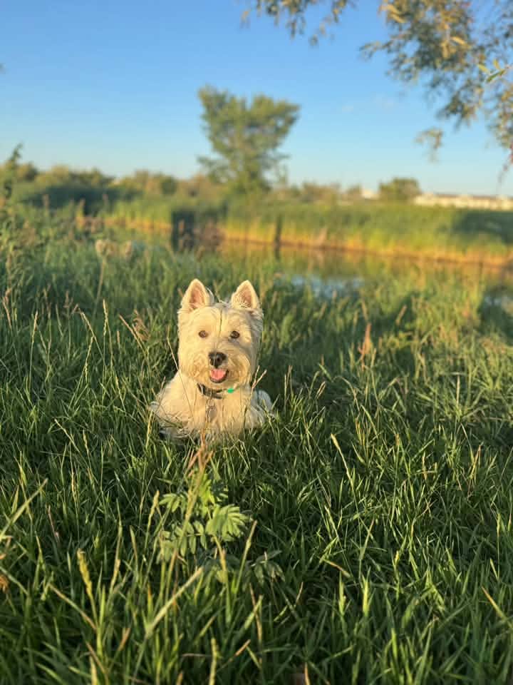A dog resting at Cathy Lauritsen Memorial Dog Park