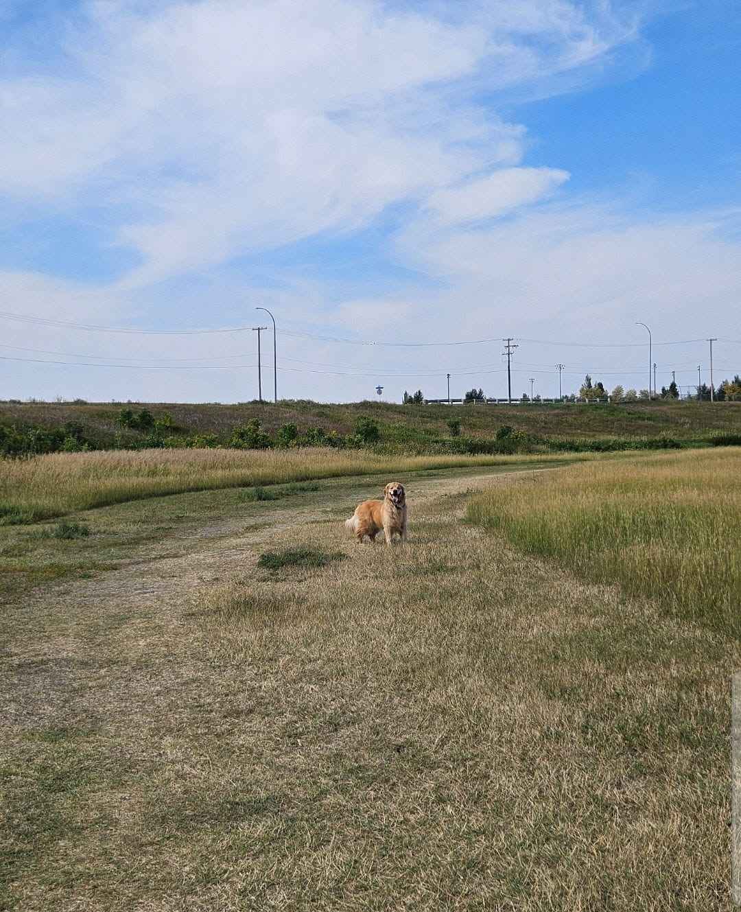 A dog walking along a path in a Regina off-leash park