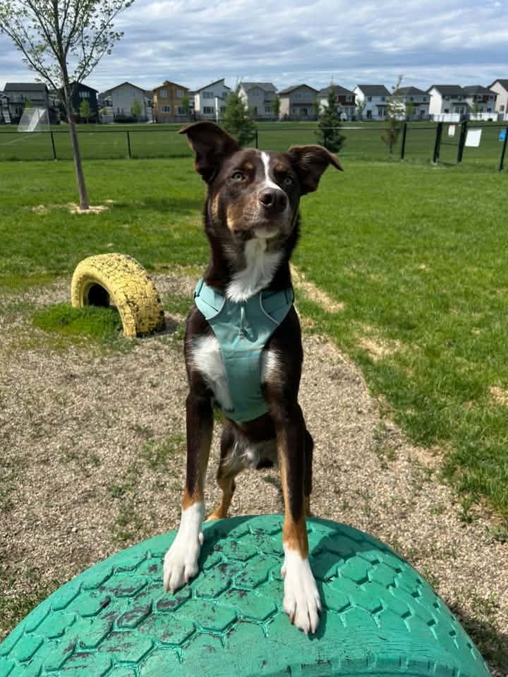 A dog standing on a painted tire feature at a Regina dog park