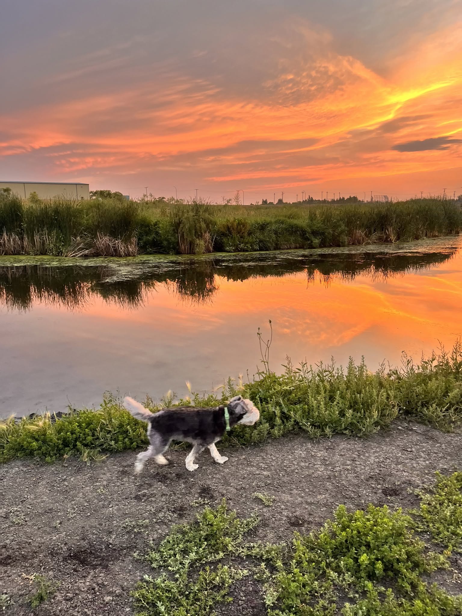 A dog walking beside the water beneath a colourful Regina sunset