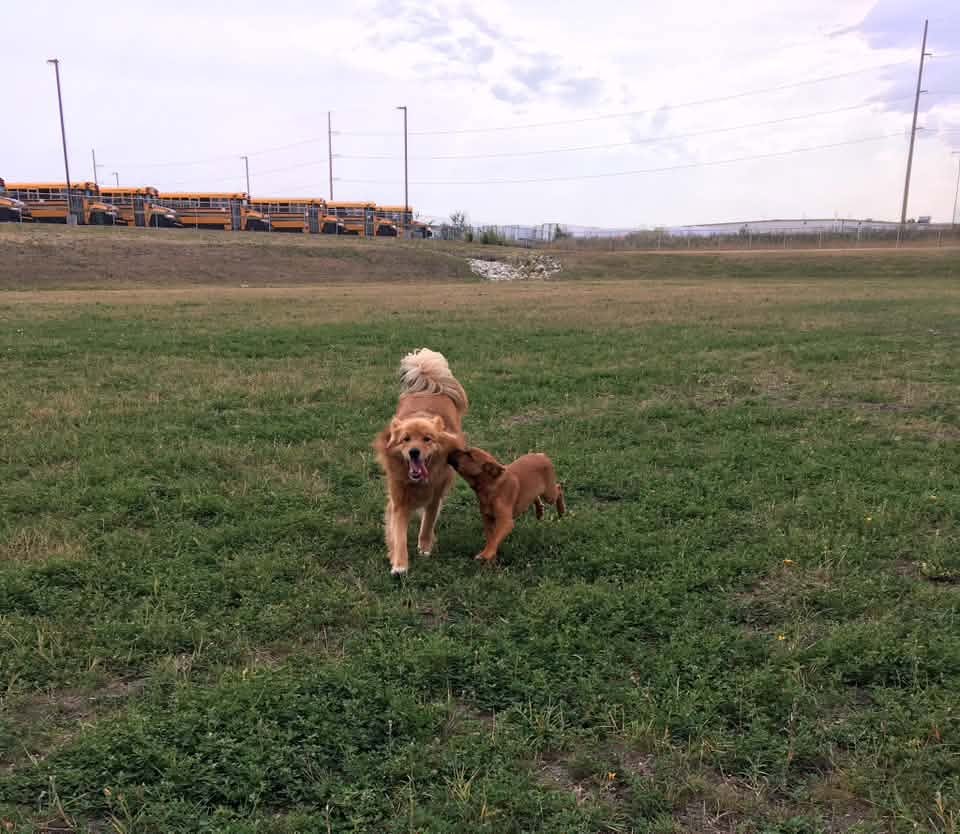 Dogs playing together at a Regina off-leash dog park