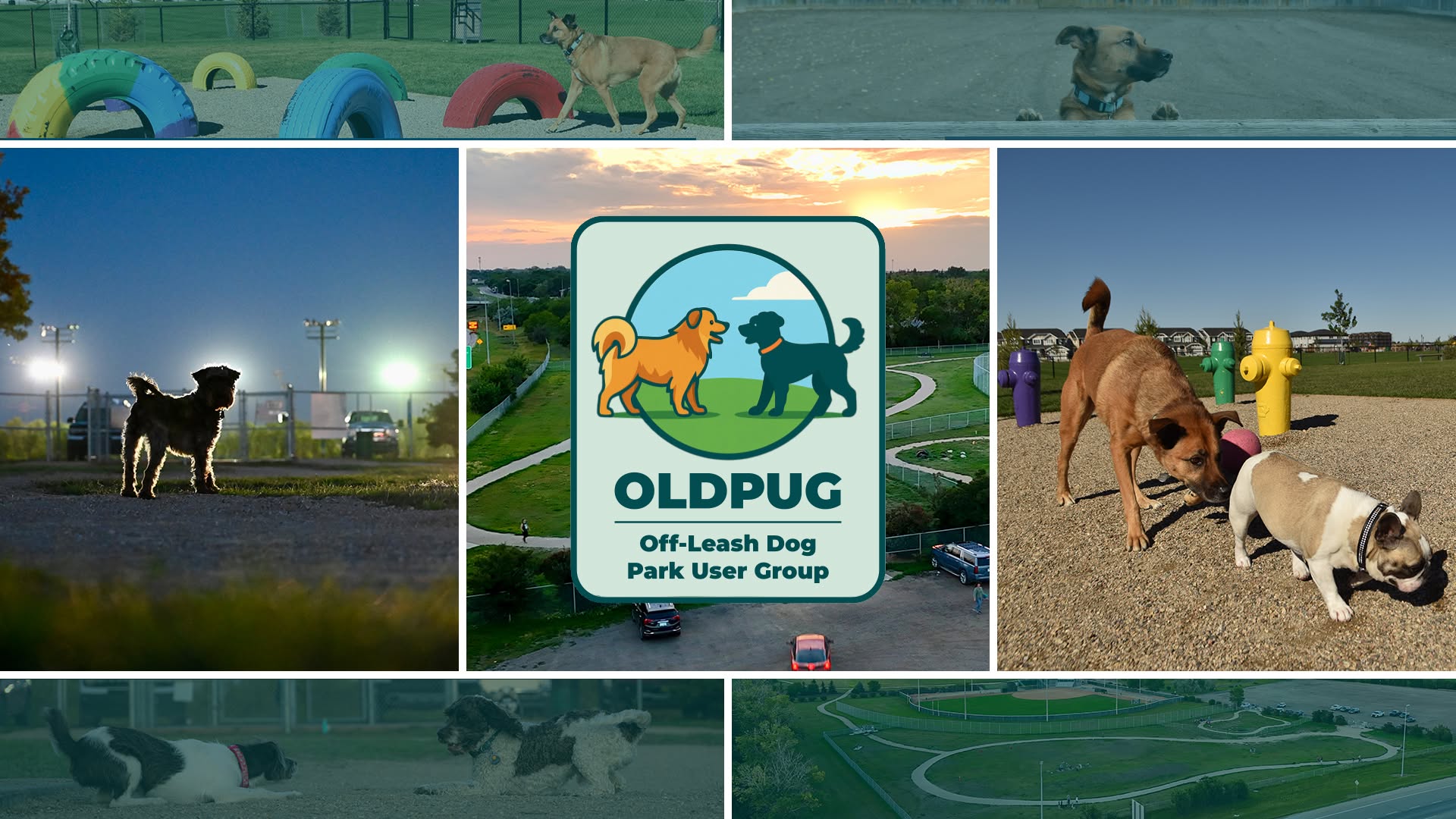 A collage of Regina dog parks and dogs from the OLDPUG Facebook community
