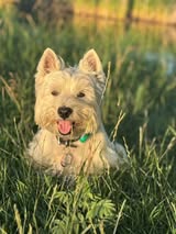 A dog watching attentively from the grass at a Regina dog park
