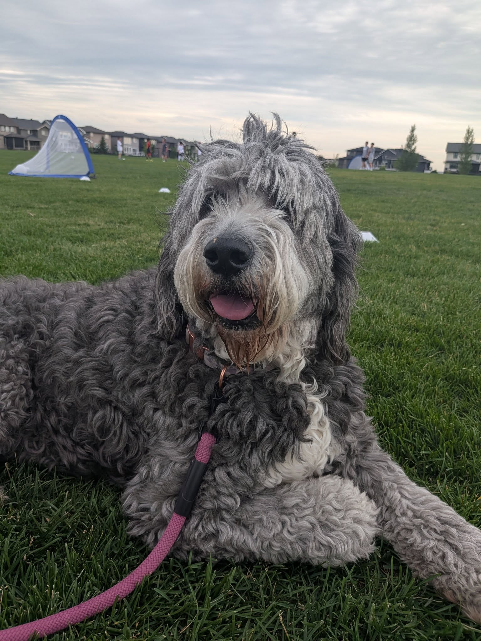 Dogs playing at Horizon Station Dog Park