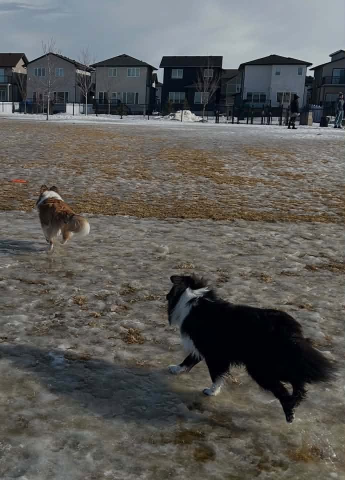 A candid moment at Horizon Station Dog Park
