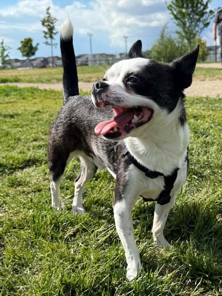 A dog exploring Horizon Station Dog Park