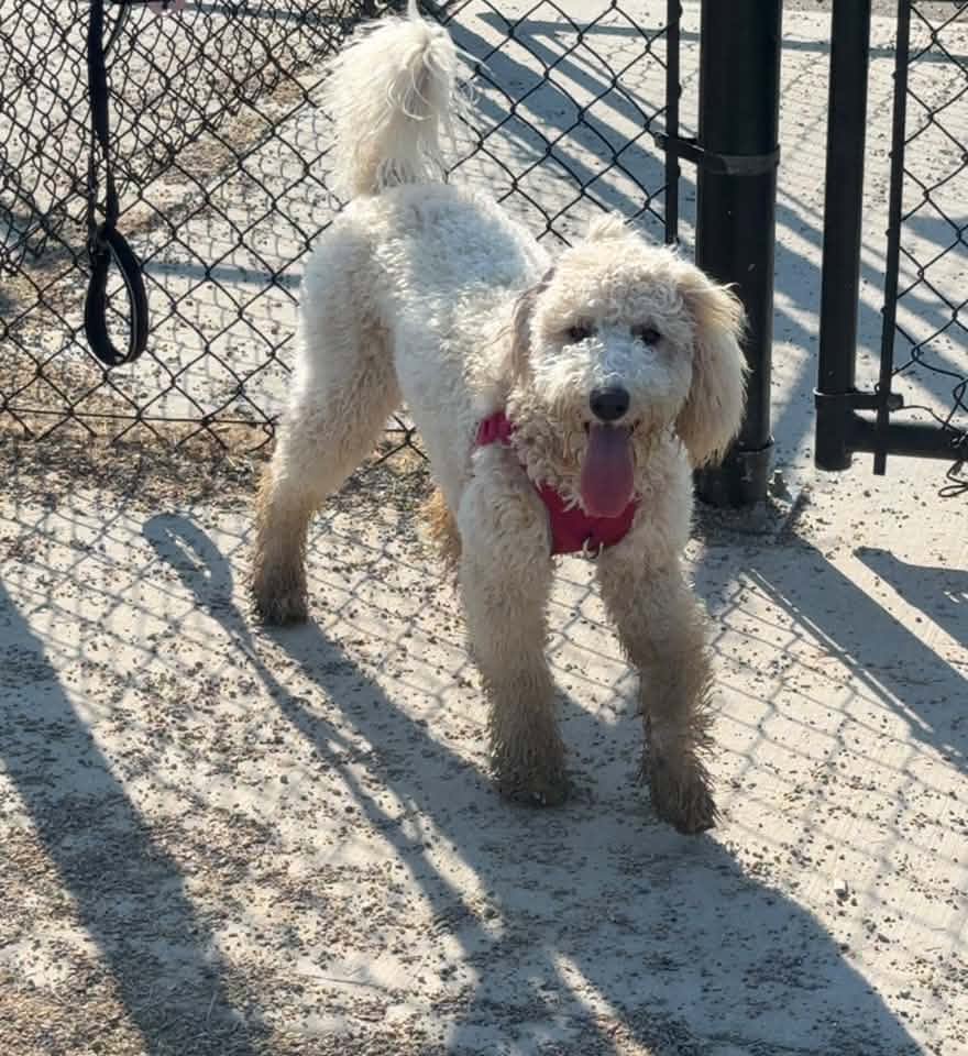 A familiar dog from the Horizon Station community