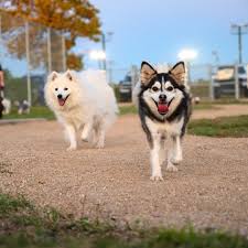Two dogs interacting at a Regina off-leash dog park