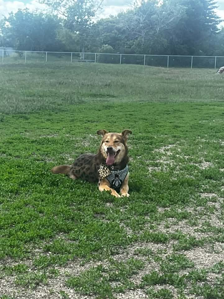 A dog enjoying the Mount Pleasant all-dog area