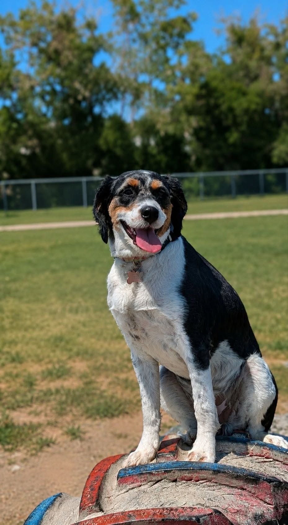 Dogs playing in the Mount Pleasant all-dog area