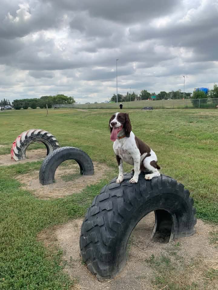A candid moment in the Mount Pleasant all-dog area