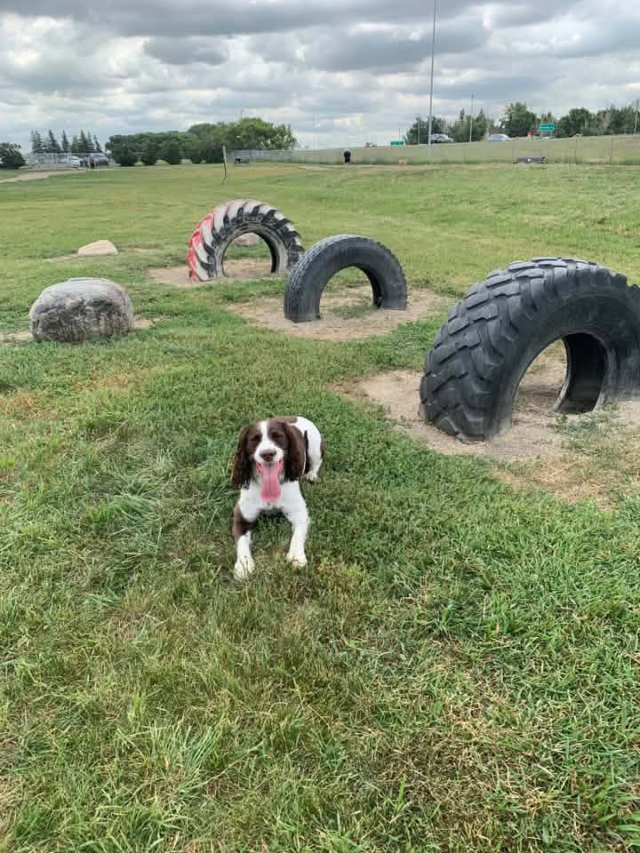 A dog exploring the Mount Pleasant all-dog area