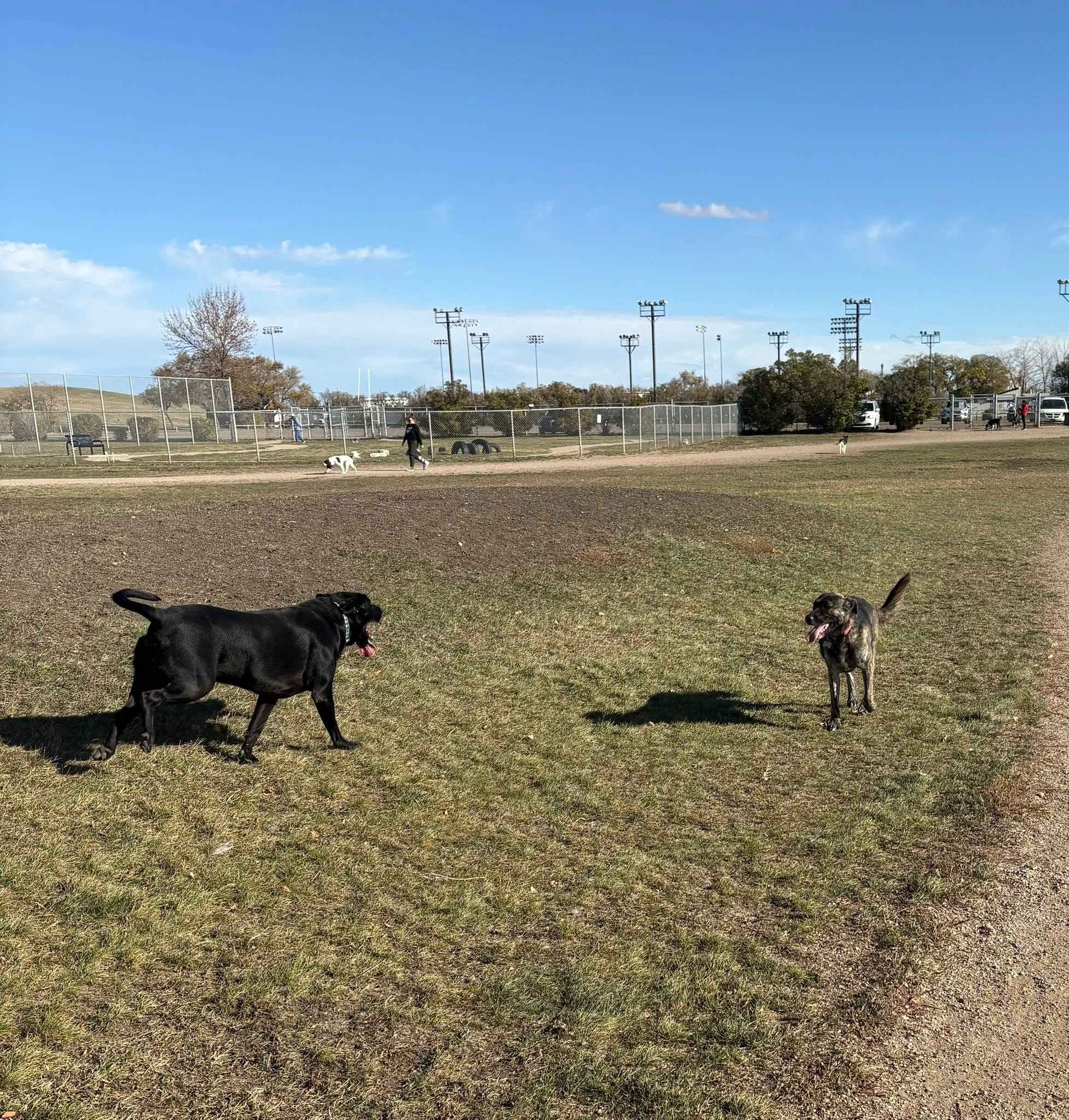 Mount Pleasant All Dogs off-leash area in Regina
