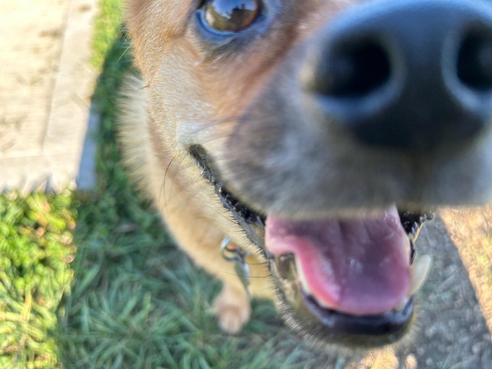 An extreme close-up of Harley’s nose at Mount Pleasant Dog Park