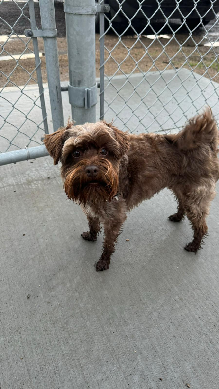 A small dog near the fence at Mount Pleasant Small Dogs