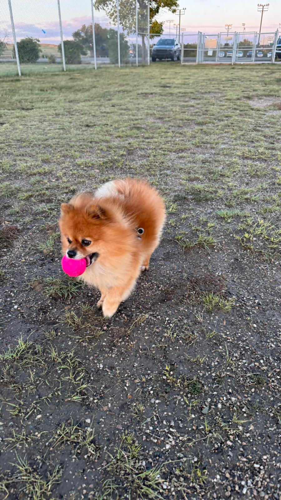 A small dog exploring Mount Pleasant Small Dogs