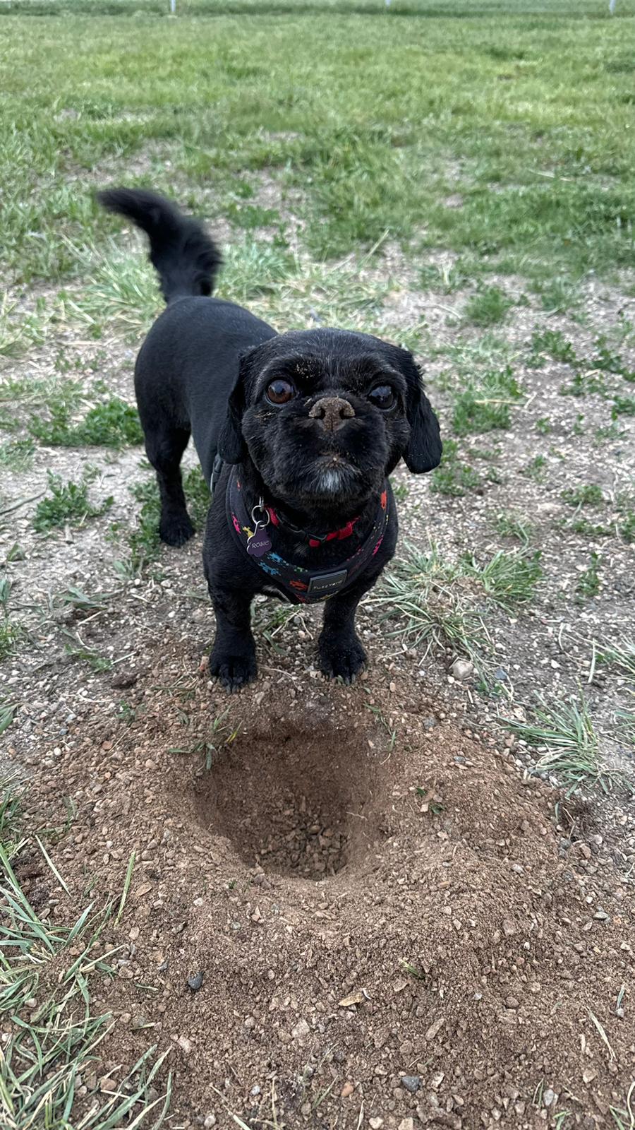 A small black dog beside a freshly dug hole