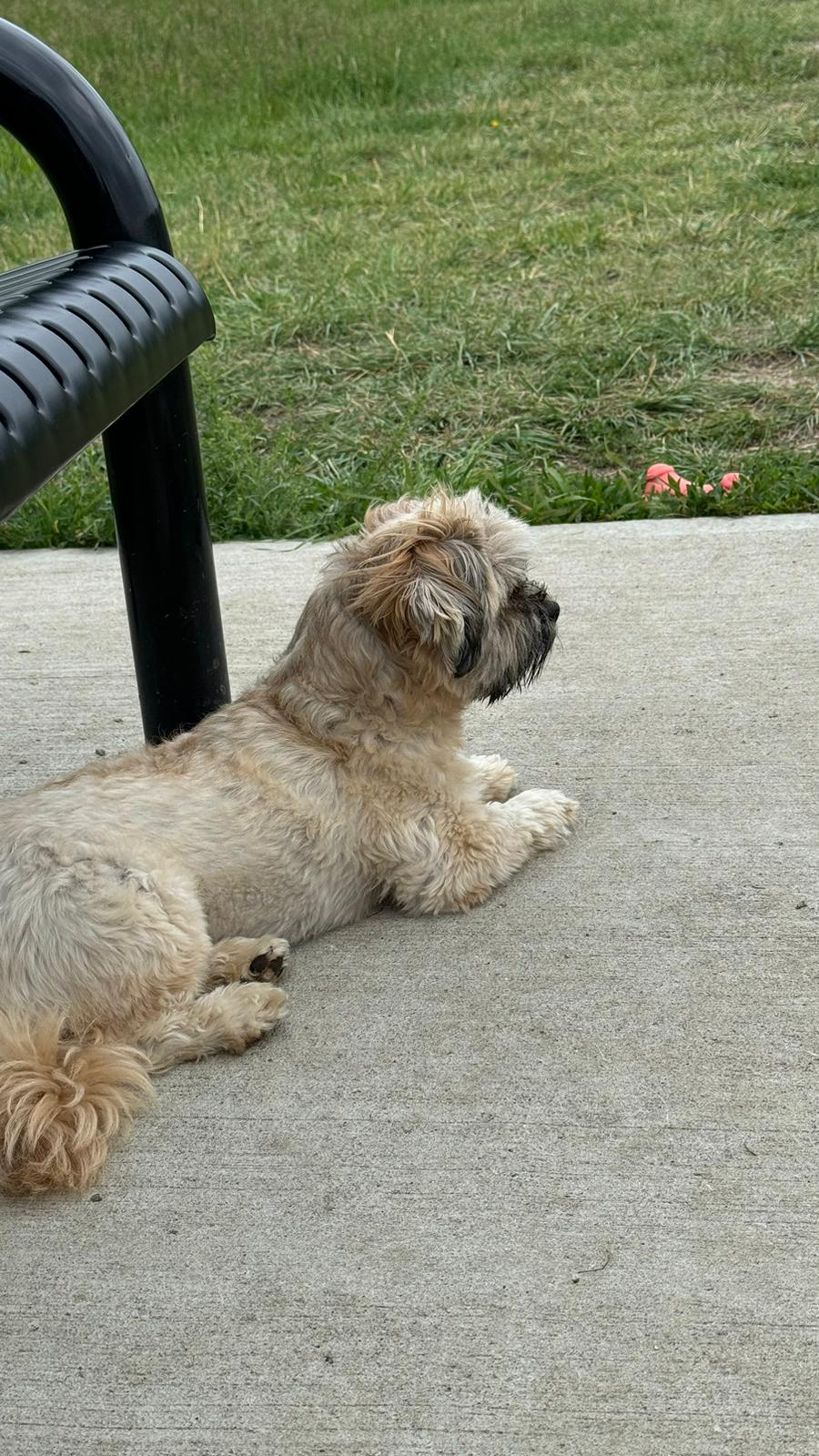 A small dog relaxing near a bench