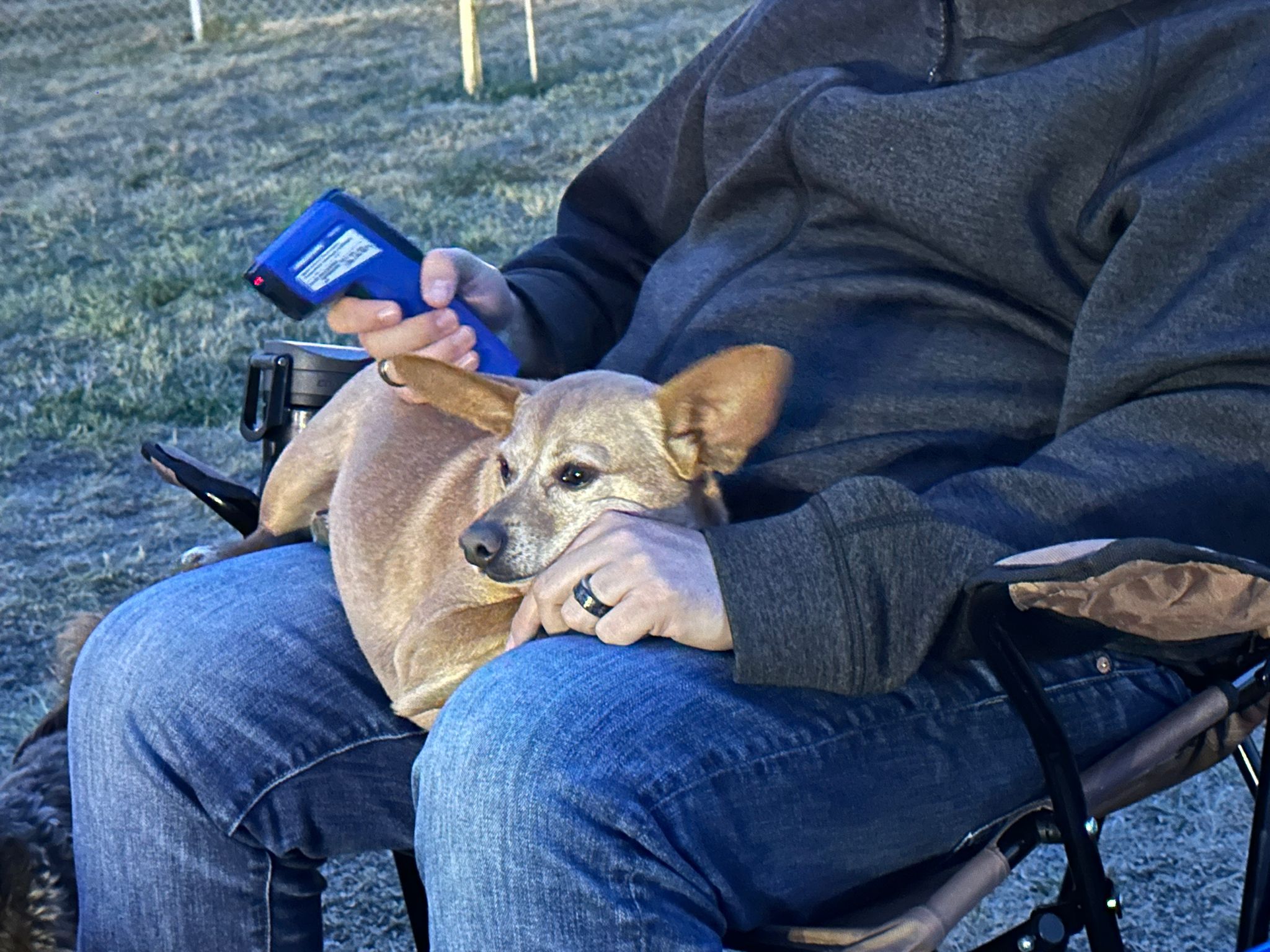 A small dog sitting comfortably on a park user’s lap