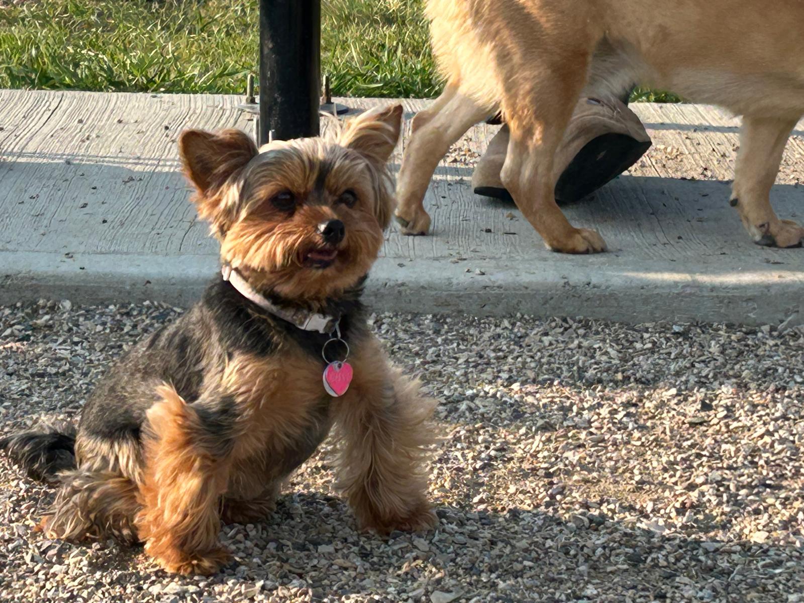 A small dog sitting on the ground at Mount Pleasant