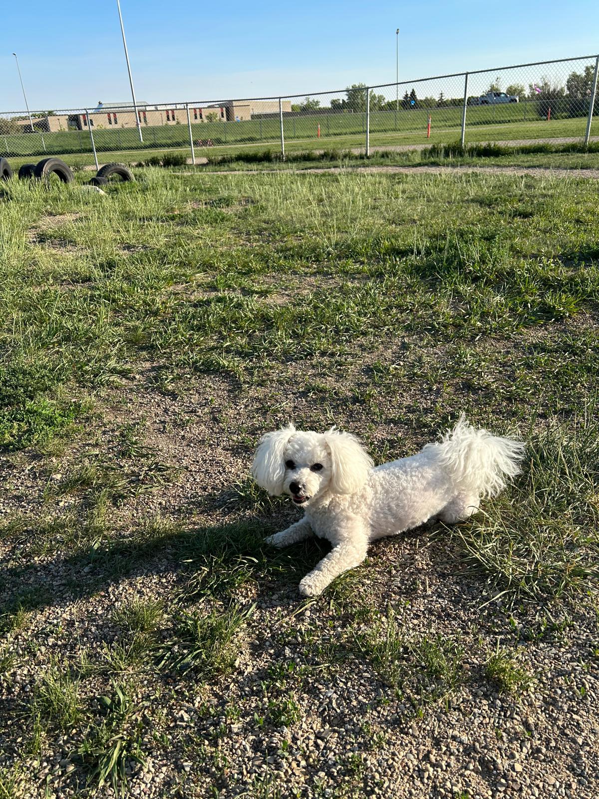 A small white dog in the Mount Pleasant off-leash area