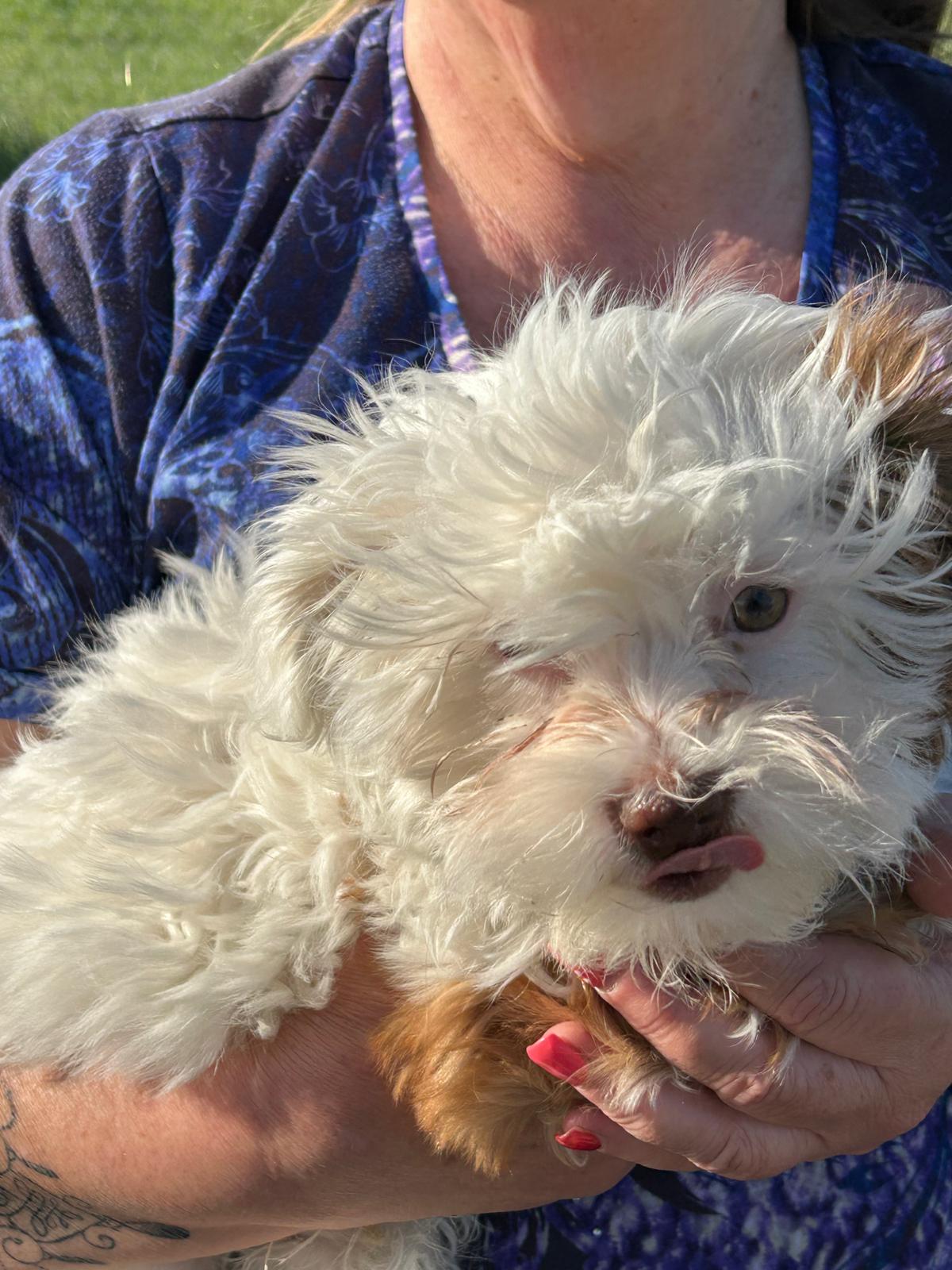 A small white dog being held by a park user