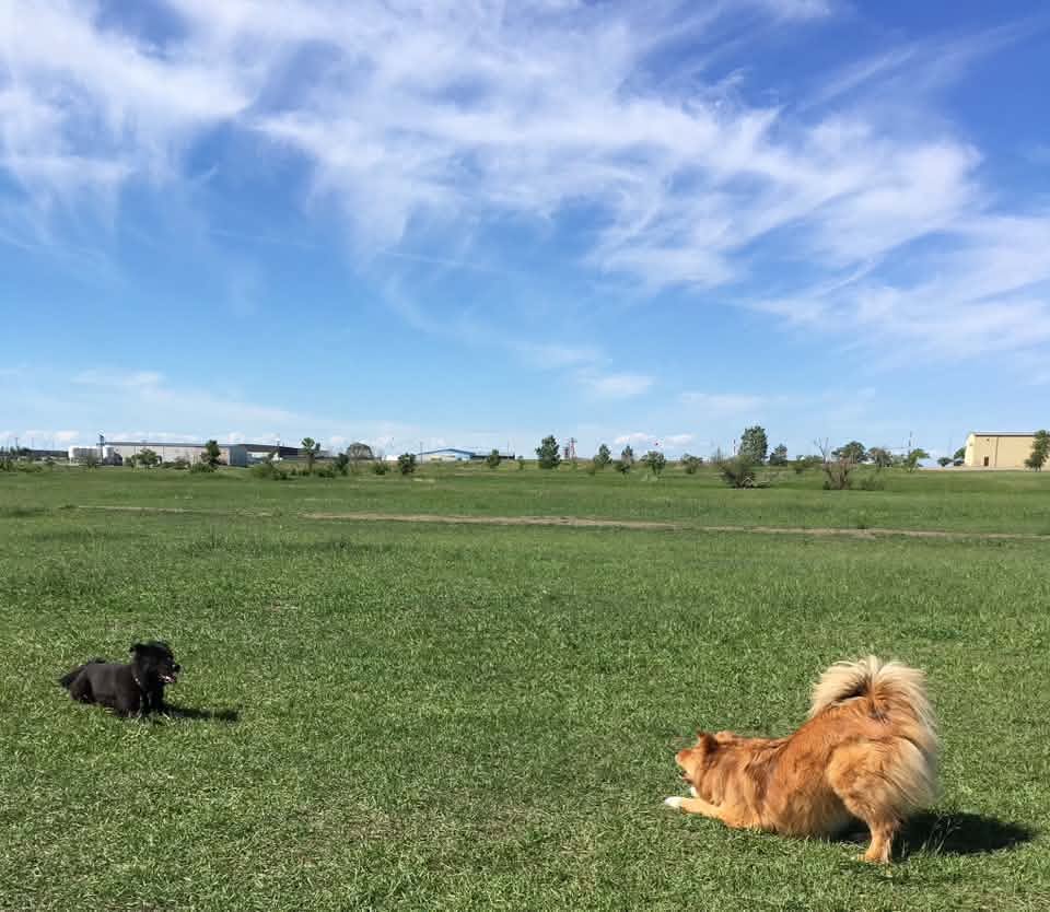 Dogs playing together at a Regina off-leash dog park