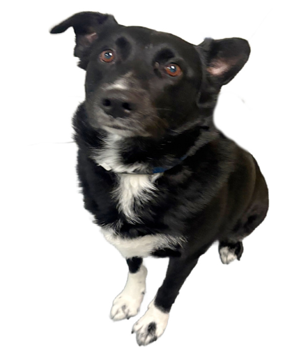 Saddie, a mature Border Collie available through the Regina Humane Society