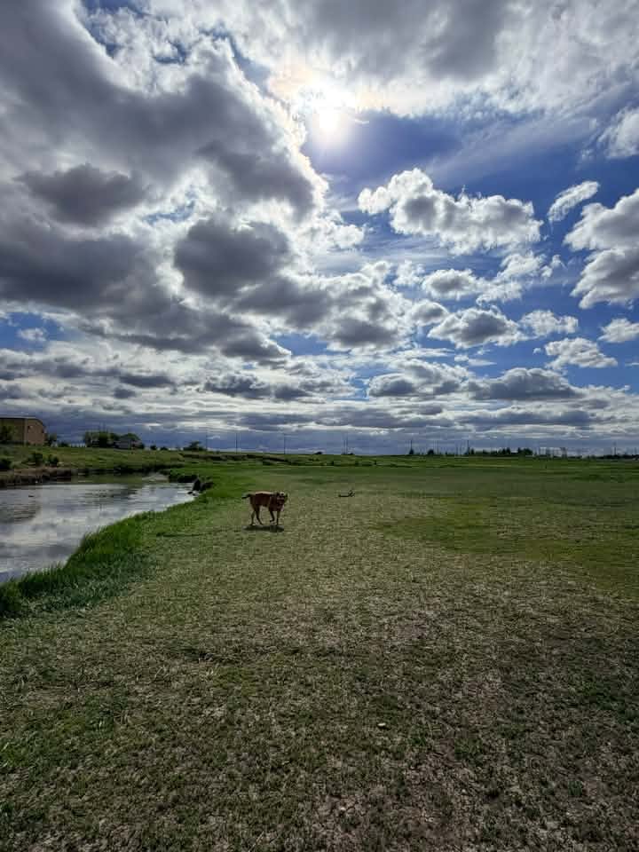 A Regina off-leash dog park beneath scattered clouds