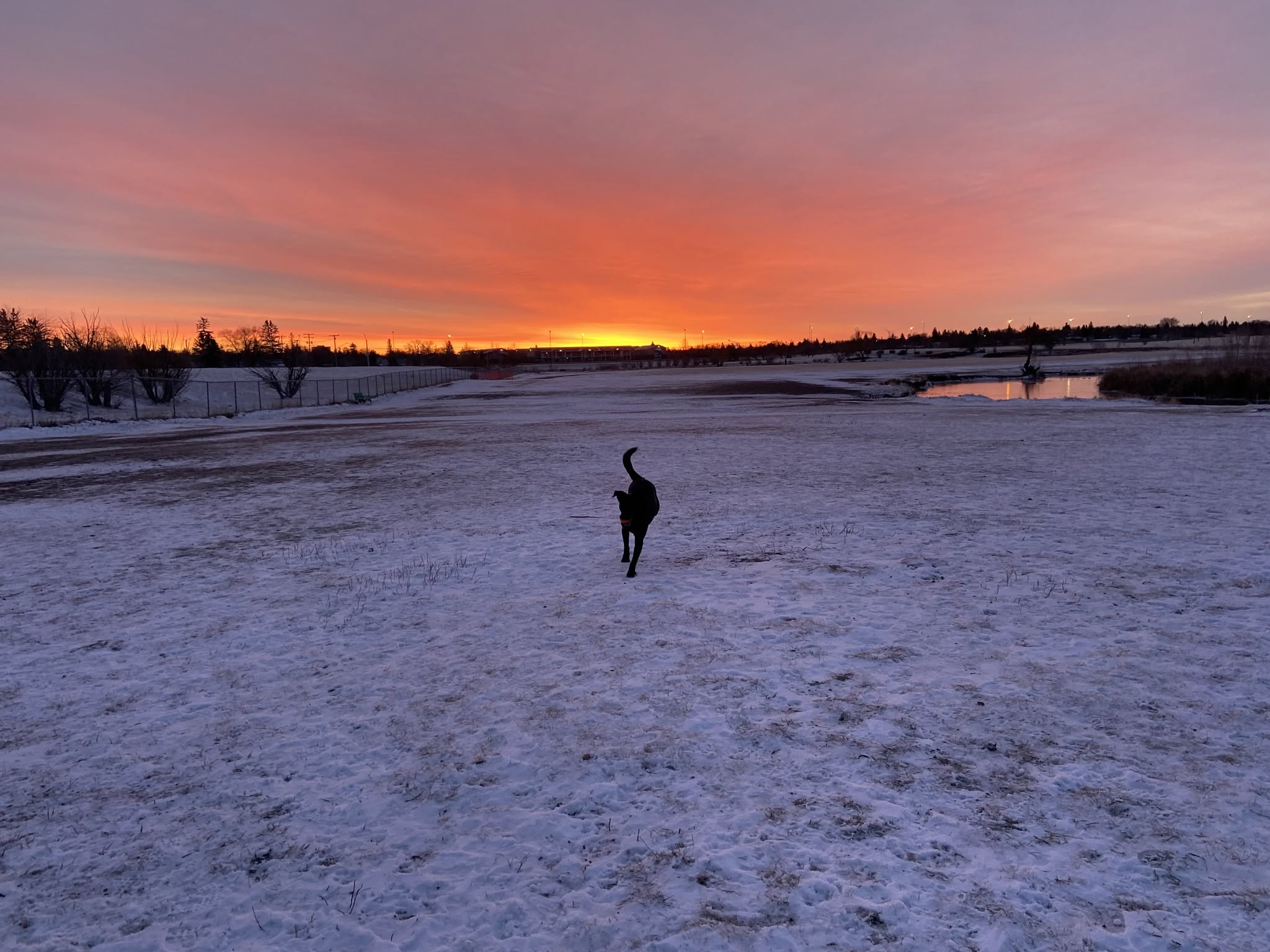 A winter sunset at a Regina off-leash dog park